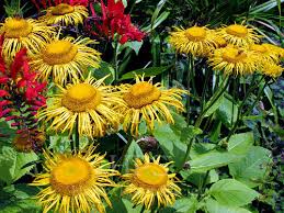 Image result for Telekia speciosa