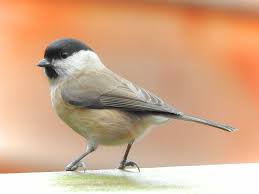 Attēlu rezultāti vaicājumam “Poecile palustris”