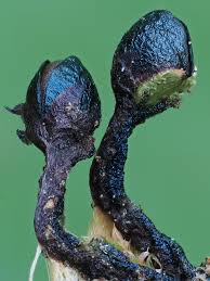 Attēlu rezultāti vaicājumam “Hymenostylium recurvirostrum macro”