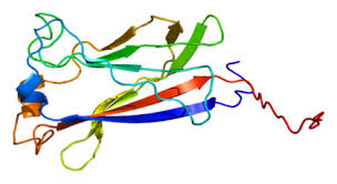 Attēlu rezultāti vaicājumam “Protapion sp.”