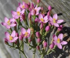 Image result for Centaurium erythraea