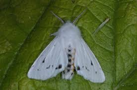 Attēlu rezultāti vaicājumam “Spilosoma sp.”