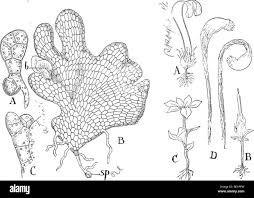 Attēlu rezultāti vaicājumam “Sphagnum centrale sporophyte”