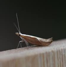 Attēlu rezultāti vaicājumam “Ypsolopha dentella”