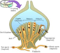 Attēlu rezultāti vaicājumam “Sordaria fimicola”