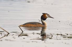 Attēlu rezultāti vaicājumam “Podiceps cristatus”