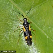 Attēlu rezultāti vaicājumam “Dryophilocoris flavoquadrimaculatus imago”