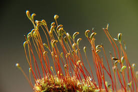 Attēlu rezultāti vaicājumam “Amblystegium serpens macro”