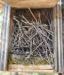 Attēlu rezultāti vaicājumam “nest”