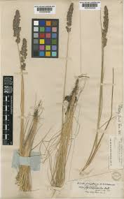 Attēlu rezultāti vaicājumam “Calamagrostis stricta”