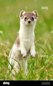 Attēlu rezultāti vaicājumam “Mustela erminea adult”