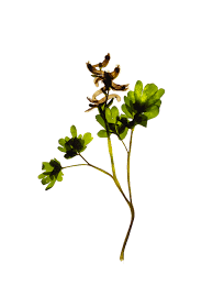 Attēlu rezultāti vaicājumam “Corydalis cava flower”