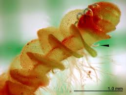 Attēlu rezultāti vaicājumam “Nardia scalaris cells”