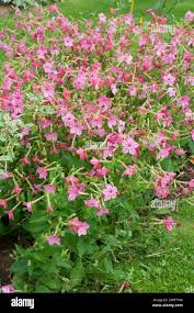 Image result for Nicotiana x sanderae
