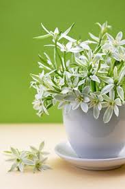 Attēlu rezultāti vaicājumam “Ornithogalum umbellatum flower”