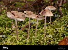 Attēlu rezultāti vaicājumam “Mycena zephirus”