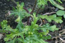 Attēlu rezultāti vaicājumam “Senecio vulgaris leaf”