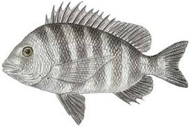 Image result for Archosargus probatocephalus