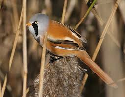 Attēlu rezultāti vaicājumam “Panurus biarmicus male”