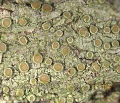 Attēlu rezultāti vaicājumam “Lecanora conizaeoides”