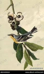 Image result for Dendroica castanea