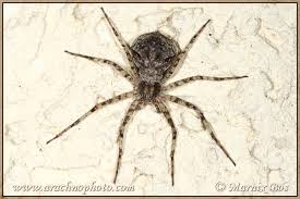 Attēlu rezultāti vaicājumam “Philodromus sp.”