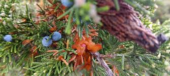 Attēlu rezultāti vaicājumam “Ophiotheca chrysosperma”