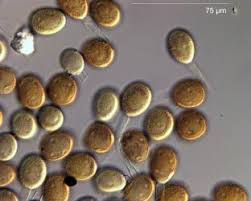 Attēlu rezultāti vaicājumam “Puccinia agrostidis”