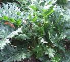 <b>Acanthaceae</b> Acanthus mollis