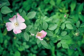 Image result for Rosa canina