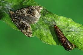 Attēlu rezultāti vaicājumam “Celypha siderana”