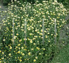 Attēlu rezultāti vaicājumam “Anthemis tinctoria leaf”