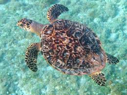 Image result for Eretmochelys imbricata