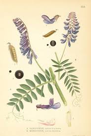 Attēlu rezultāti vaicājumam “Vicia cracca flower”