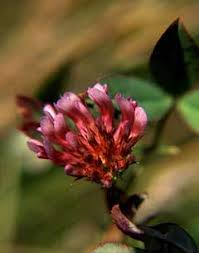 Attēlu rezultāti vaicājumam “Trifolium medium bud”