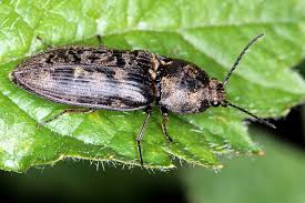 Attēlu rezultāti vaicājumam “Prosternon tessellatum”