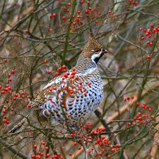 Attēlu rezultāti vaicājumam “Bonasa bonasia eggs”