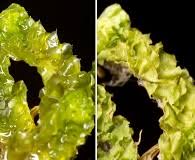 Attēlu rezultāti vaicājumam “Lophozia incisa”