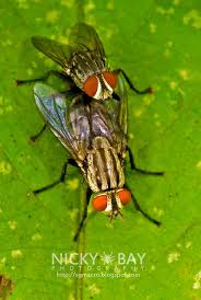 Attēlu rezultāti vaicājumam “Sarcophagidae”