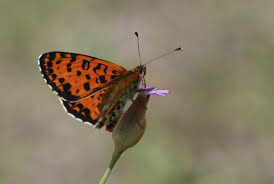 Attēlu rezultāti vaicājumam “Melitaea diamina upperside”