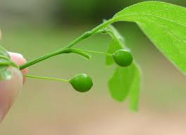 Attēlu rezultāti vaicājumam “Xylita laevigata”