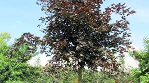 Attēlu rezultāti vaicājumam “Fagus sylvatica fo. purpurea”