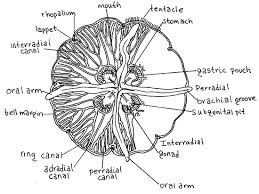 Attēlu rezultāti vaicājumam “Aurelia aurita”