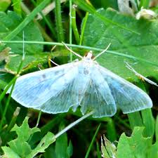 Attēlu rezultāti vaicājumam “Pleuroptya ruralis”