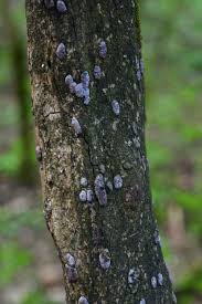 Attēlu rezultāti vaicājumam “Hypoxylon vogesiacum”