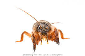 Attēlu rezultāti vaicājumam “Gryllotalpa gryllotalpa”