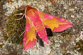 Attēlu rezultāti vaicājumam “Deilephila porcellus”