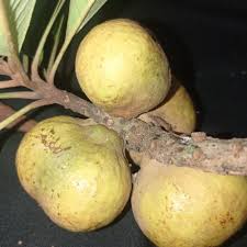 Attēlu rezultāti vaicājumam “Elymus caninus fruit”