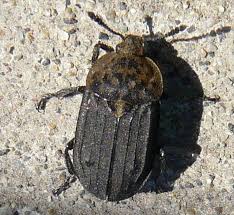 Attēlu rezultāti vaicājumam “Silphidae”