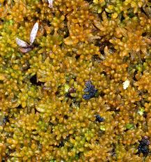 Attēlu rezultāti vaicājumam “Sphagnum tenellum”